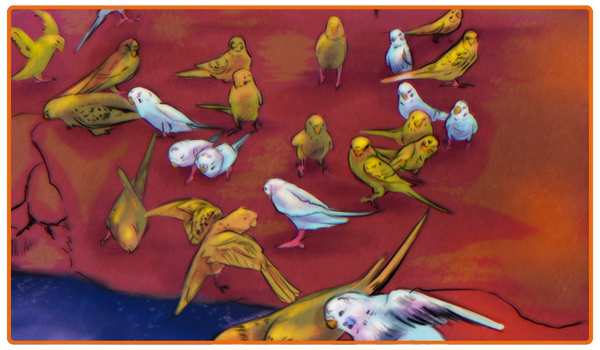 Adult budgies flock in the wild.