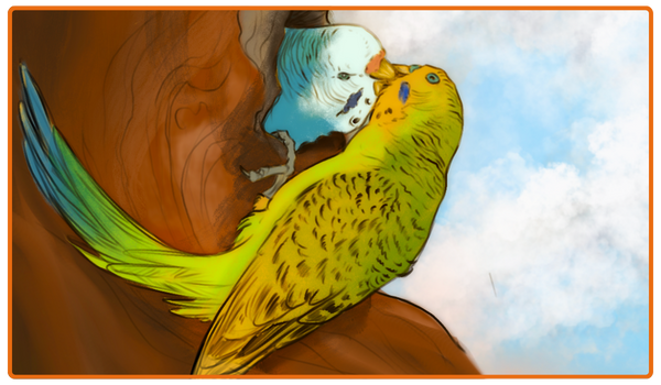 A wild budgie meets their mate.