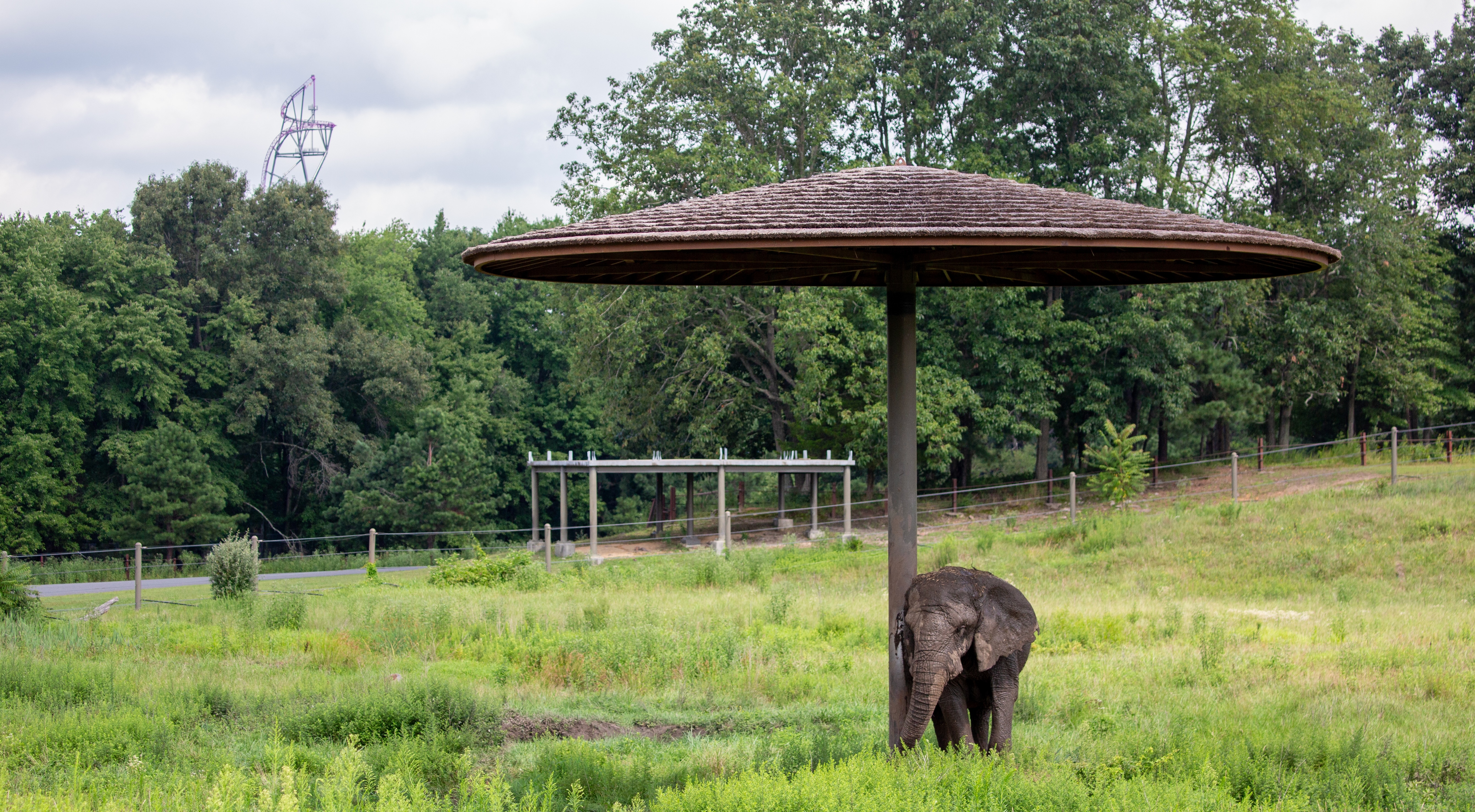 Another elephant is pictured under a shade structure with a rollercoaster in the distance.