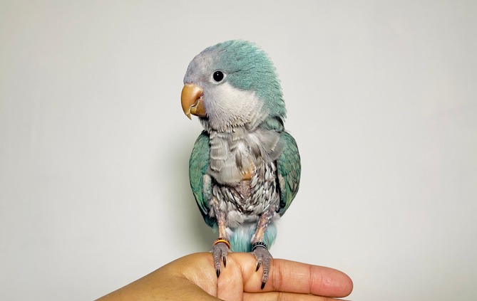 A monk parrot missing feathers. 