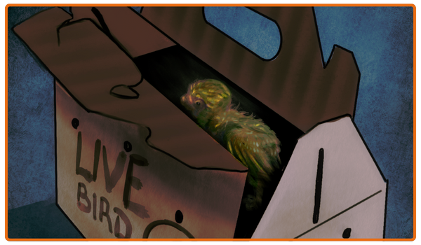 A young captive budgie is shipped in a cardboard box.