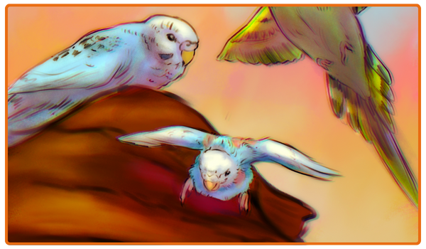 A young budgie learns to fly with their parents.