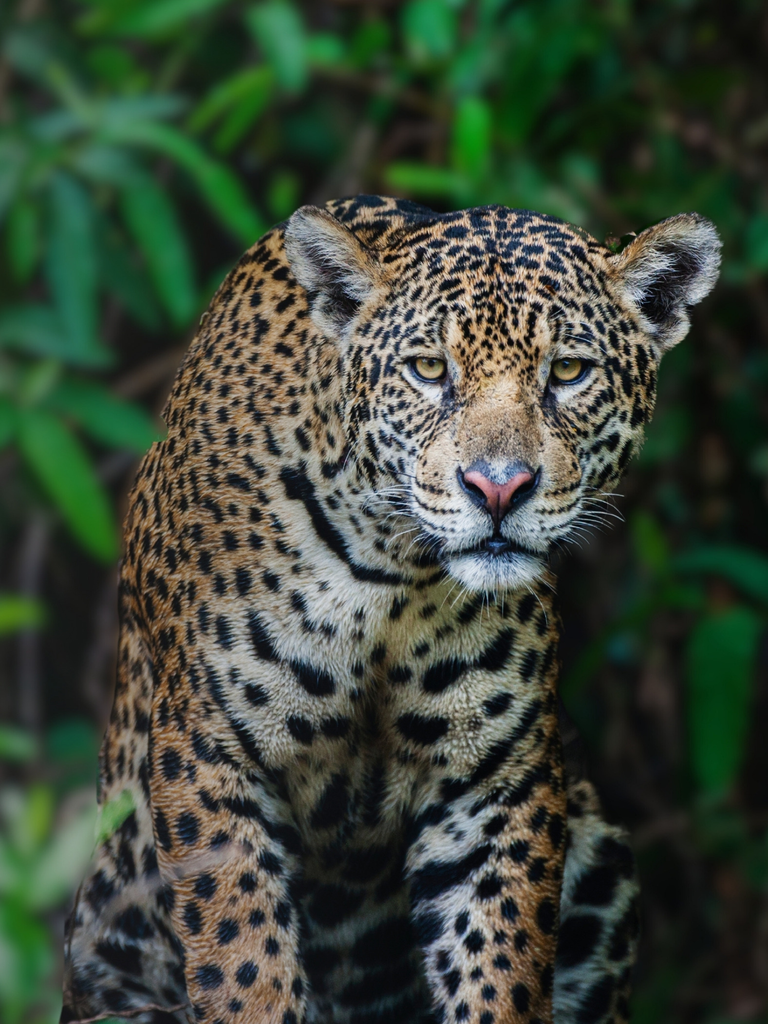 A jaguar looks towards the camera with a dense jungle in the background.