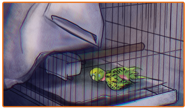 A captive budgie dies alone in a cage.