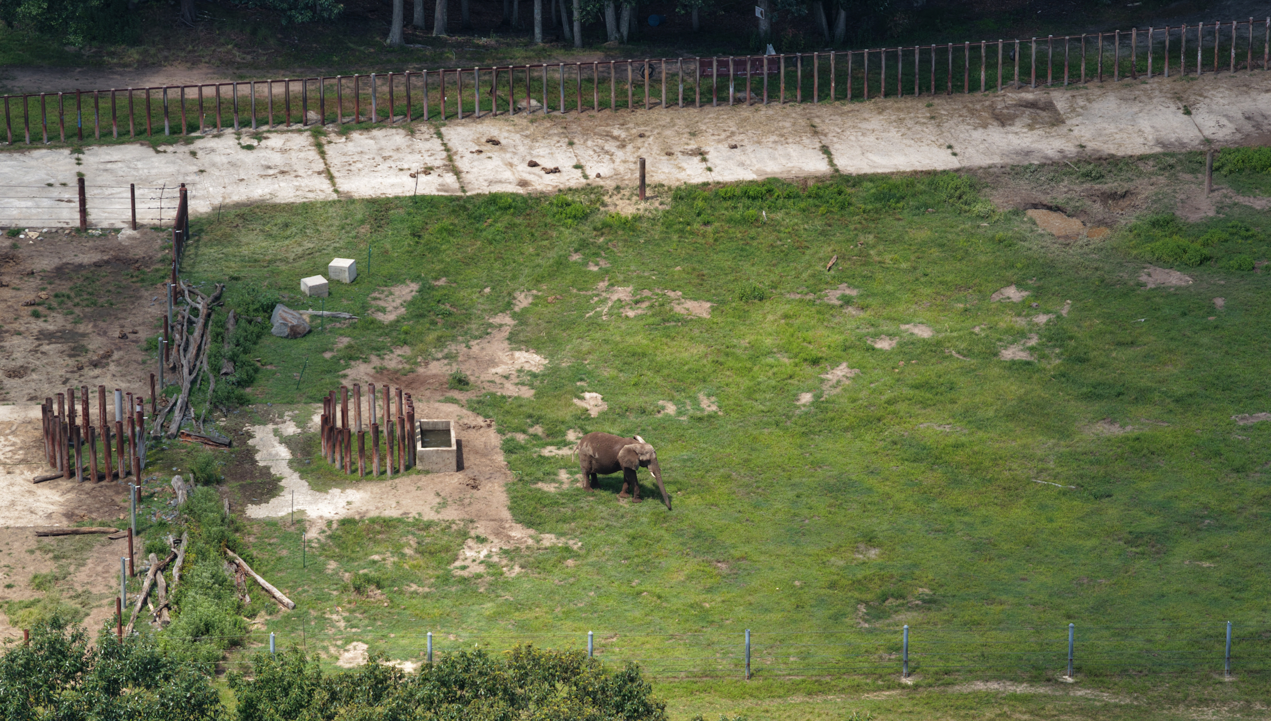 Joyce stands in her enclosure in 2026.