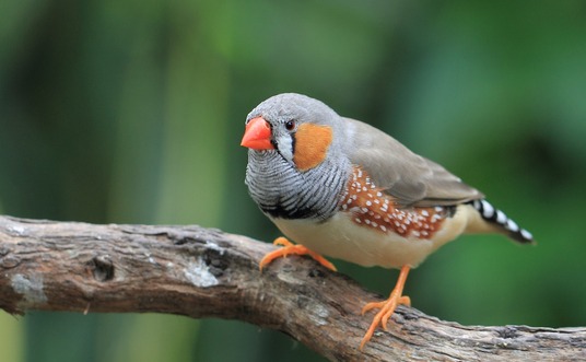 A zebra finch sits on a branch in the wild.