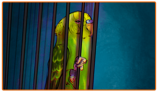 A captive budgie is alone in a cage.